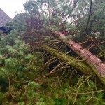 Zwei Fichten fallen auf ein Haus, darunter ein Kaninchenstall.